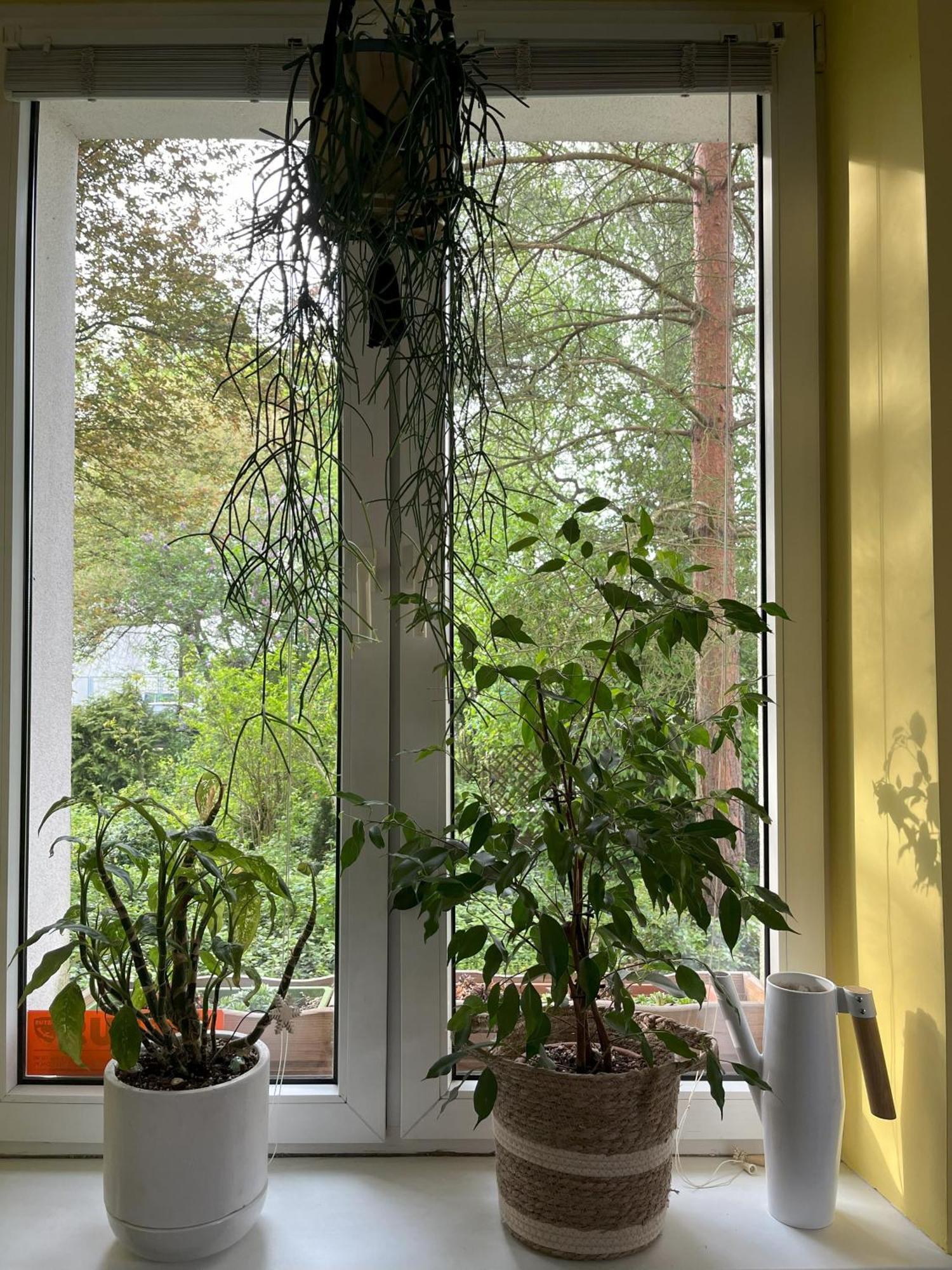 Greenthumb Praska Krakow Ngoại thất bức ảnh