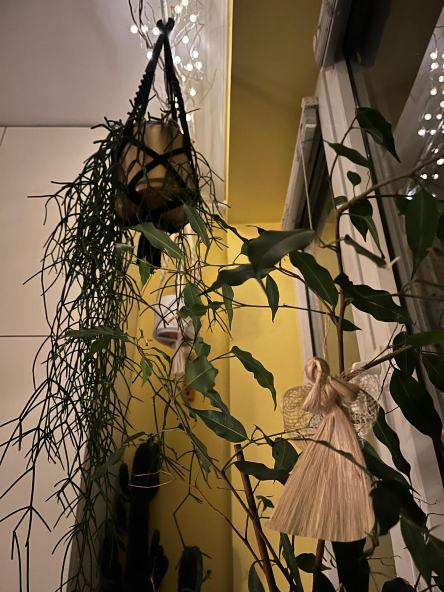 Greenthumb Praska Krakow Ngoại thất bức ảnh